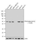 Phospho-PPAR alpha (Ser12) Antibody in Western Blot (WB)