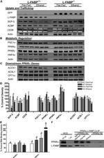 PPAR alpha Antibody in Western Blot, Immunoprecipitation (WB, IP)