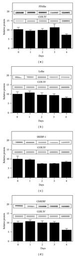 PPAR alpha Antibody in Western Blot (WB)