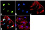 PPAR delta Antibody in Immunocytochemistry (ICC/IF)