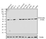 PPAR delta Antibody in Western Blot (WB)