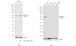 PPAR delta Antibody in Western Blot (WB)