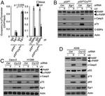 C/EBP alpha Antibody in Western Blot, ChIP Assay (WB, ChIP)