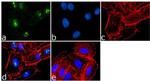 SRC1 Antibody in Immunocytochemistry (ICC/IF)