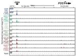 NCoR2 Antibody in ChIP Assay (ChIP)