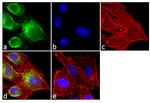 SRC2 Antibody in Immunocytochemistry (ICC/IF)