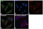 p300 Antibody in Immunocytochemistry (ICC/IF)