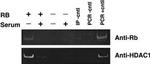 HDAC1 Antibody in Immunoprecipitation, ChIP Assay (IP, ChIP)