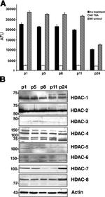 HDAC1 Antibody in Western Blot (WB)