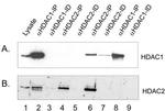 HDAC2 Antibody in Western Blot (WB)