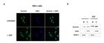 HDAC1 Antibody in Western Blot (WB)