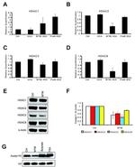 HDAC1 Antibody in Western Blot (WB)