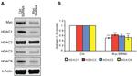 HDAC1 Antibody in Western Blot (WB)