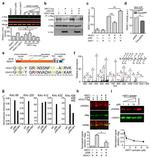 HDAC1 Antibody in Western Blot, Immunoprecipitation (WB, IP)