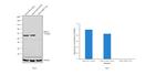 HDAC1 Antibody