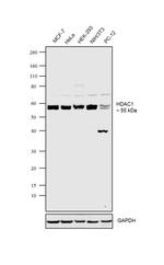 HDAC1 Antibody in Western Blot (WB)