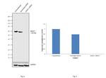 HDAC1 Antibody in Western Blot (WB)