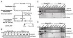 HDAC2 Antibody in Western Blot (WB)