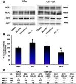 ErbB2 (HER-2) Antibody in Western Blot (WB)