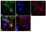 DNMT1 Antibody in Immunocytochemistry (ICC/IF)