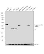 Golgi protein 58k Antibody