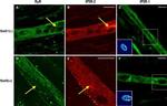 IP3 Receptor 1 Antibody in Immunohistochemistry (IHC)