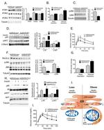 IP3 Receptor 1 Antibody in Western Blot (WB)