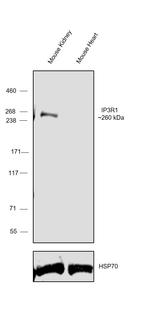 IP3 Receptor 1 Antibody