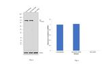 c-Cbl Antibody