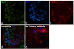 ChAT Antibody in Immunocytochemistry (ICC/IF)