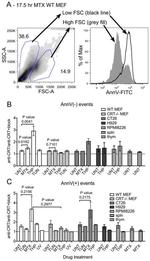 Calreticulin Antibody in Immunocytochemistry (ICC/IF)