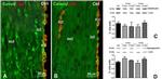 Calreticulin Antibody in Western Blot, Immunohistochemistry (Frozen) (WB, IHC (F))