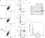 Calreticulin Antibody in Flow Cytometry (Flow)