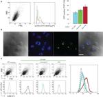 Calreticulin Antibody in Flow Cytometry (Flow)