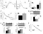 Calreticulin Antibody in Western Blot (WB)