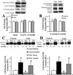 Calreticulin Antibody in Western Blot (WB)