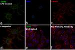 COX2 Antibody