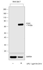 COX2 Antibody in Western Blot (WB)