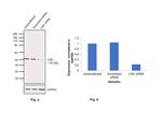 CSK Antibody in Western Blot (WB)