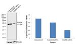 GAPDH Antibody