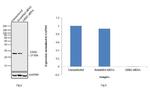 GRB2 Antibody