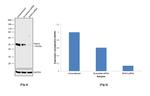 IRAK4 Antibody in Western Blot (WB)