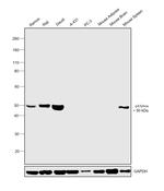 p47phox Antibody in Western Blot (WB)