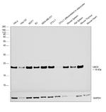 UBC9 Antibody