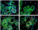 PMCA2 ATPase Antibody in Immunohistochemistry (IHC)