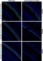 PMCA2 ATPase Antibody in Immunohistochemistry (IHC)