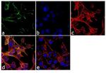 KCNQ3 Antibody in Immunocytochemistry (ICC/IF)