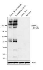 MYO7A Antibody in Western Blot (WB)