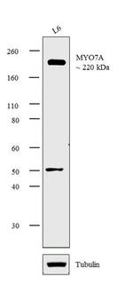 MYO7A Antibody in Western Blot (WB)