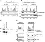 VDAC Antibody in Western Blot (WB)